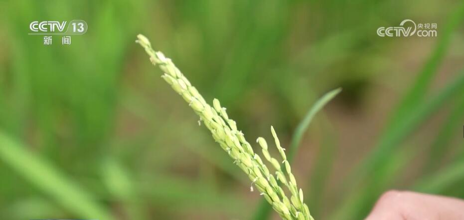 早稻进入抽穗扬花期 科学田管助力丰产丰收 - 华声在线