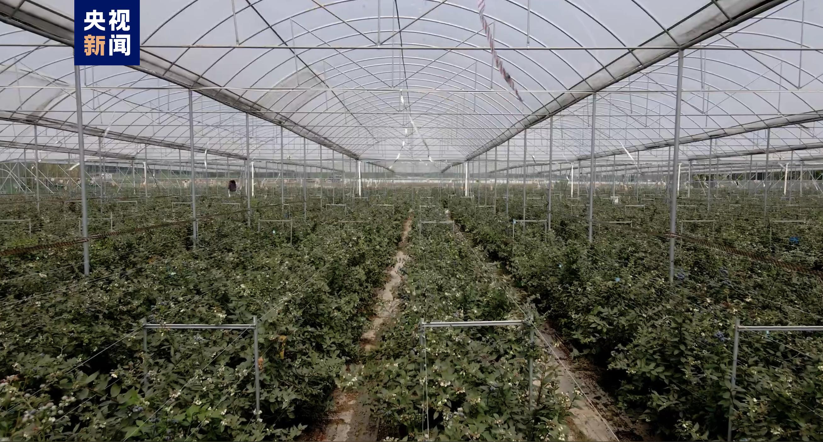 岭南新丰景看广东农业如何实现高质量发展