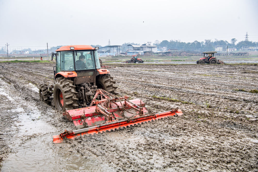 好田种粮效益高——重庆种粮大户数量一年增长四成多的背后