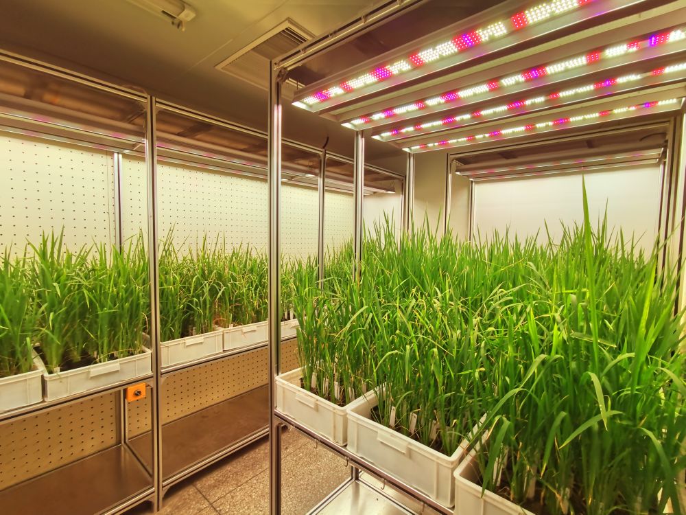 解锁农业黑科技在楼房里育新种