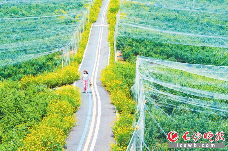 长沙全力推动“北纬28度水果大世界”建设，打造全省最大的亚热带水果品种展示中心