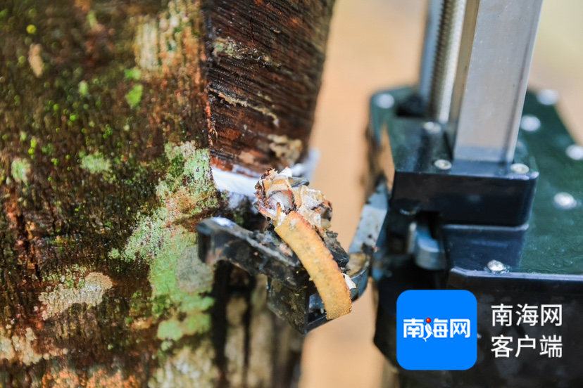 全国网媒行走进海胶智造阳江实验基地 - 国内动态 - 华声新闻