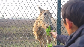 凤凰联盟下载一段跨越12年的温情 洞庭湖畔诉说着杨晓强和麋鹿点点的故事(图1)