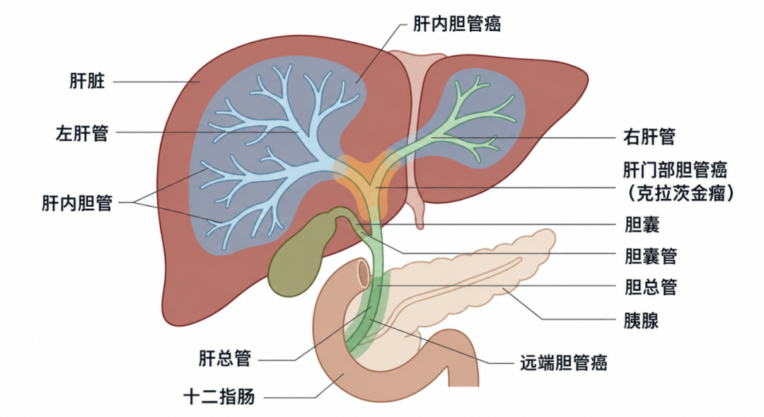 假日·提醒丨你只是尝一口鲜，它却可能在你体内住上10年！劝你一口别吃！
