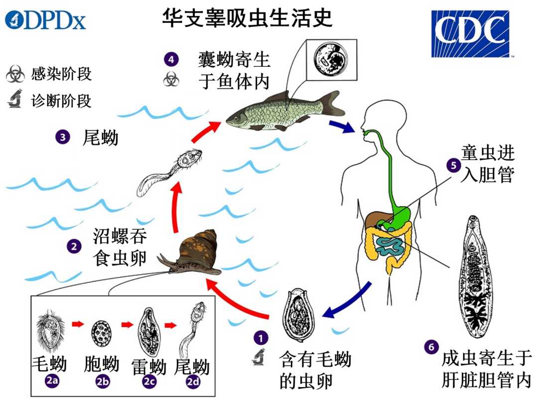 假日·提醒丨你只是尝一口鲜，它却可能在你体内住上10年！劝你一口别吃！