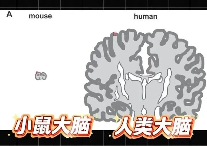 小鼠长出人脑褶皱!中国科学家找到人类超高智力关键基因