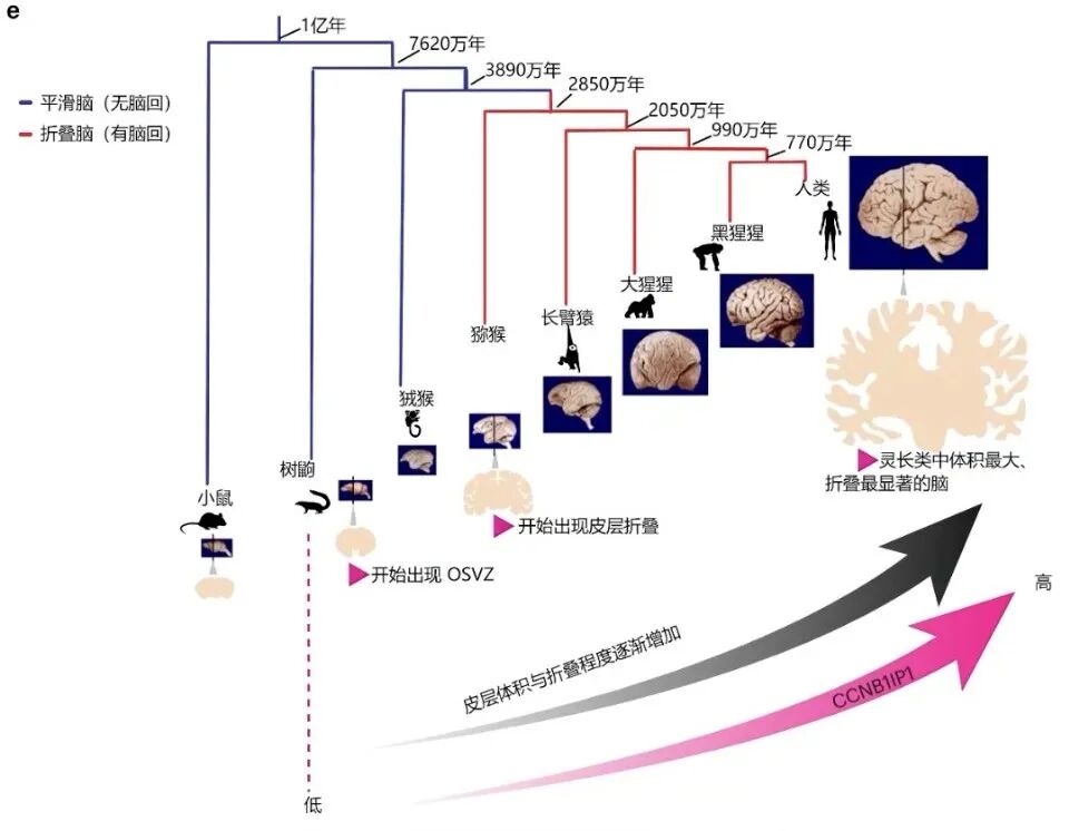 小鼠长出人脑褶皱!中国科学家找到人类超高智力关键基因