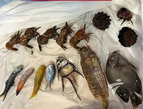 智能插座深夜故障断电,多地鱼友“全缸覆灭”,“赶回家时家里已经臭了” ;厂商:遭黑客攻击;鱼友质疑真实性,专家解读